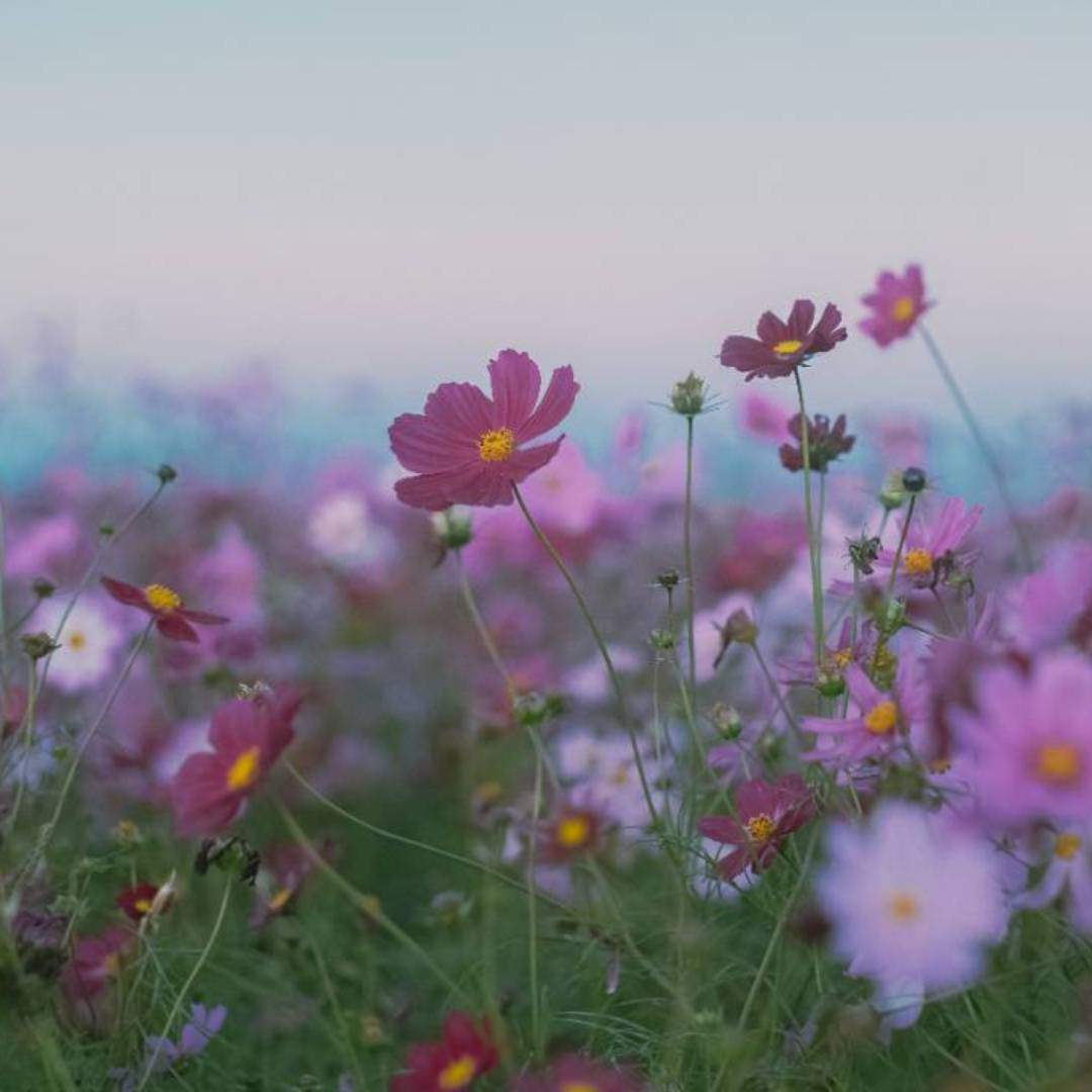 コスモスアリーナふきあげ