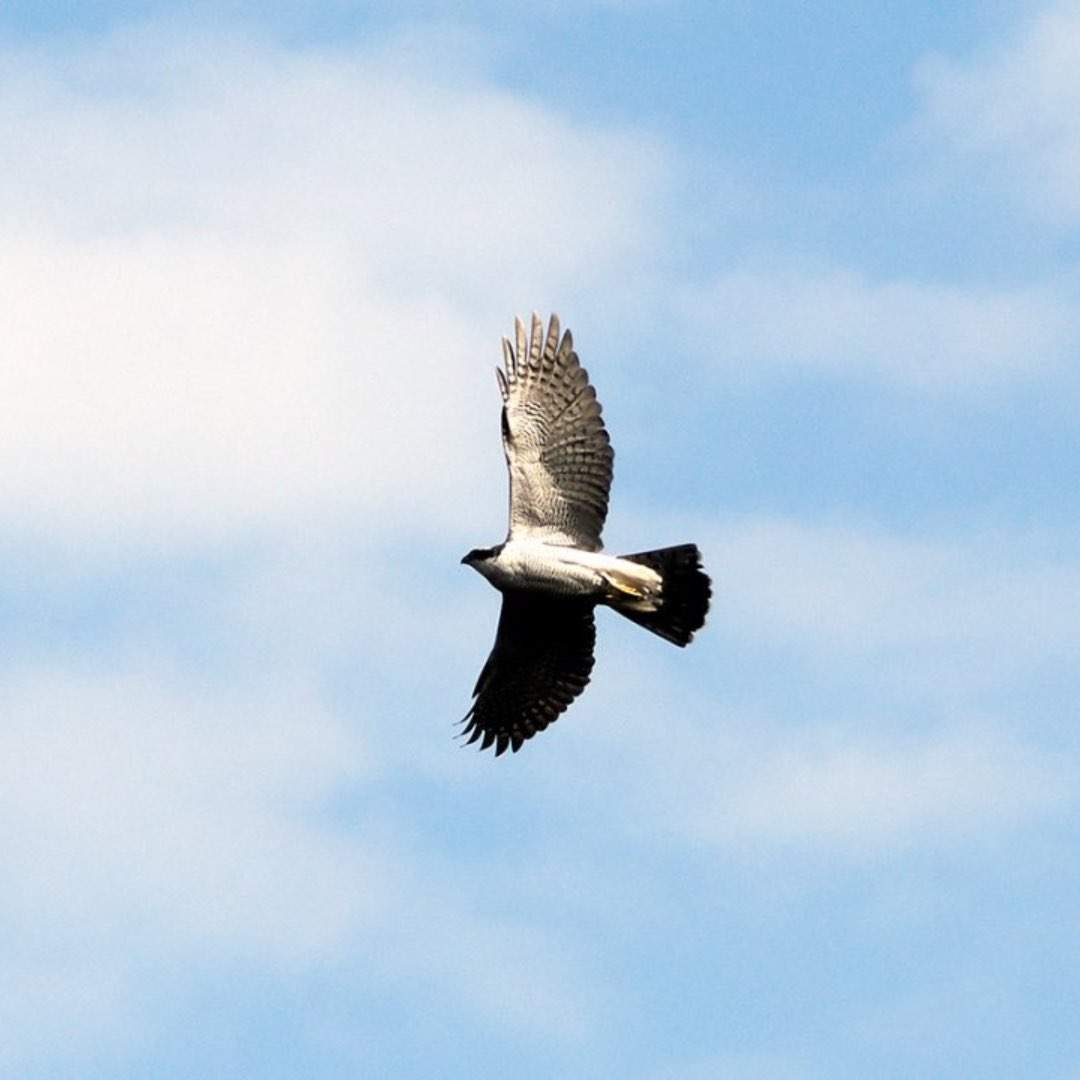 The Northern Goshawk Living in the City