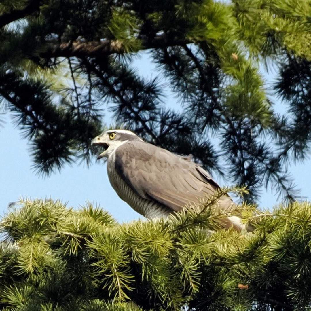 The Urban Living Accipiter.