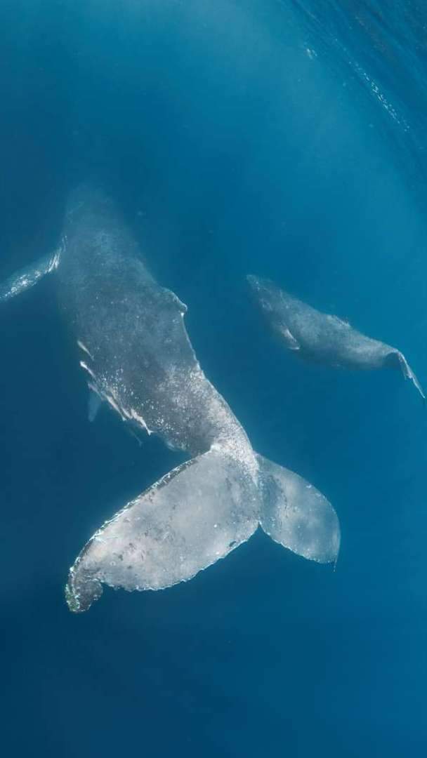 ザトウクジラは、体長13ｍから15ｍ・体重約30トンにもなる哺乳動物です。胸ビレが長く、体長の約3分の1の長さからなり、尾ビレの幅も体長の約3分の1ほどあります。また、頭部にあるこぶしほどのコブも独特です。https://zwwa.okinawa