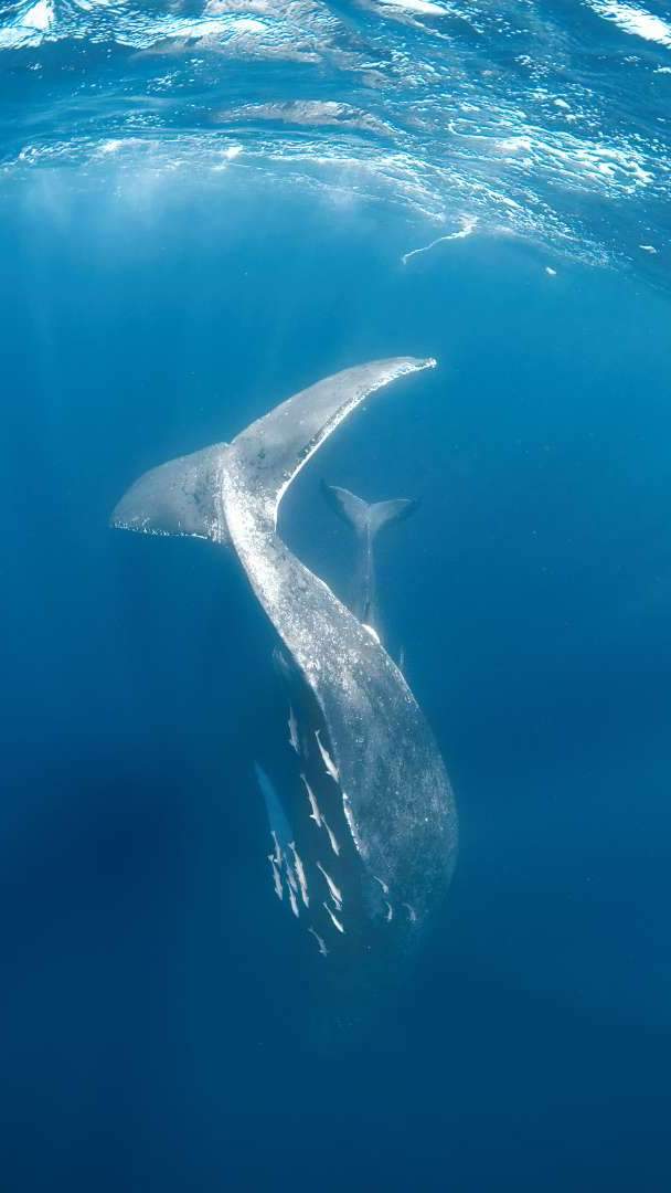 ザトウクジラは、体長13ｍから15ｍ・体重約30トンにもなる哺乳動物です。胸ビレが長く、体長の約3分の1の長さからなり、尾ビレの幅も体長の約3分の1ほどあります。また、頭部にあるこぶしほどのコブも独特です。https://zwwa.okinawa