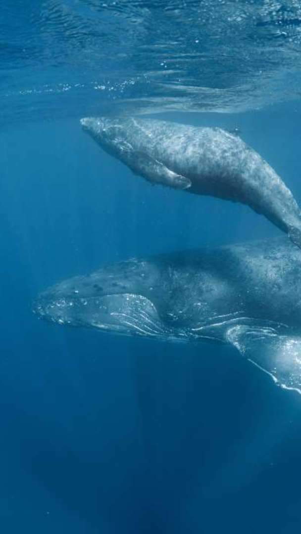 ザトウクジラは、体長13ｍから15ｍ・体重約30トンにもなる哺乳動物です。胸ビレが長く、体長の約3分の1の長さからなり、尾ビレの幅も体長の約3分の1ほどあります。また、頭部にあるこぶしほどのコブも独特です。https://zwwa.okinawa