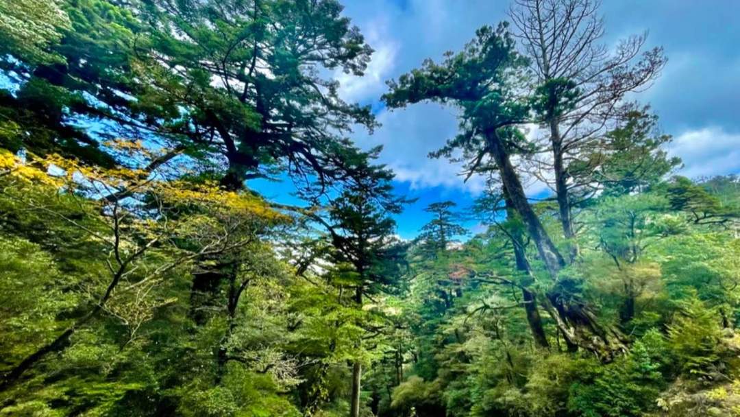 The Jomon cedar, over 1,000 years old, and ancient trees are famous.