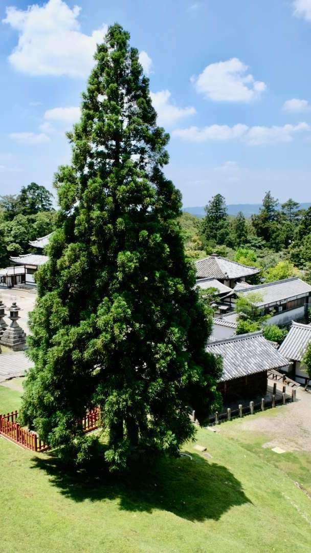 The name "Nigatsudo" originates from the fact that the Shuni-e ceremony is held here in the second month of the lunar calendar. It is said to have been founded by the high priest Rōben's esteemed disciple, Jicchū. However, during the Shuni-e in the seventh year of the Kanbun era (1667), a fire broke out inside the hall, resulting in its destruction. The current building was reconstructed two years later. It seems that the original structure was quite small, and over time, it was expanded to accommodate the rituals of the Shuni-e ceremony.