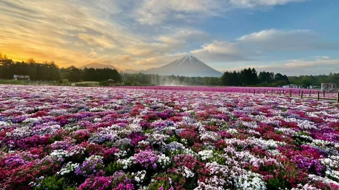 Der Frühling am Fujisan ist voller Anziehungskraft.