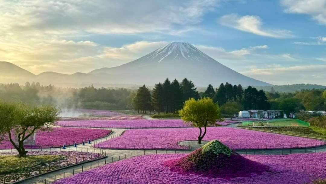 Mount Fuji in spring is full of charm.