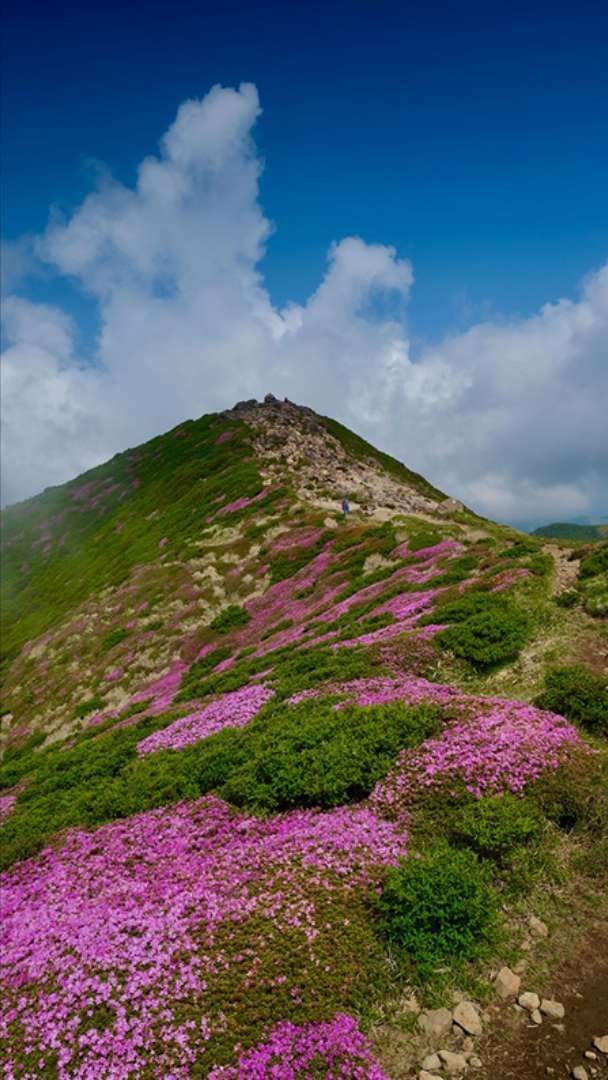 From mid to late May, the mountains of Kyushu are in full bloom with the beautiful Miyama Kirishima. This type of azalea blossoms on volcanoes that have settled, and it can be seen abundantly on Mount Aso, Mount Kuju, Mount Unzen, and Mount Kirishima. Among these, Mount Heiji and Mount Ofuna in the Kuju mountain range are particularly renowned for their stunning clusters of Miyama Kirishima.