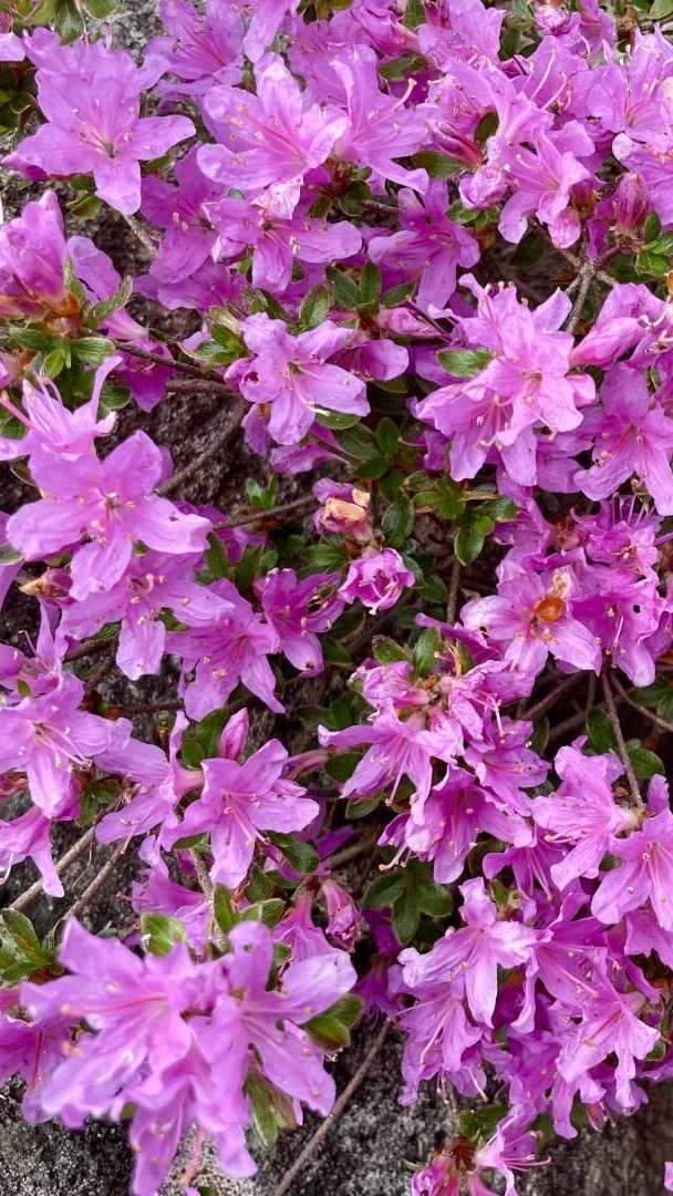 From late May to mid-June, the mountains of Kyushu are adorned with the beautiful blooms of Miyama Kirishima. This type of azalea blossoms in areas where volcanic activity has ceased, and it can be found in abundance on Mt. Aso, Mt. Kuju, Mt. Unzen, and Mt. Kirishima. Among these, Heijidake and Ofuneyama in the Kuju mountain range are especially renowned for their stunning clusters of Miyama Kirishima.
