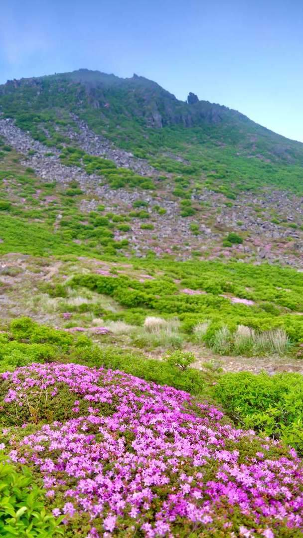 From late May to mid-June, the mountains of Kyushu are adorned with the stunning beauty of Miyama Kirishima. Miyama Kirishima is a type of azalea that blooms in mountains where volcanic activity has ceased, and it can be often seen around Mount Aso, Mount Kuju, Mount Unzen, and Mount Kirishima. Among these, Heiji-dake and Oofuna-san in the Kuju mountain range are particularly renowned for their beautiful clusters of Miyama Kirishima.