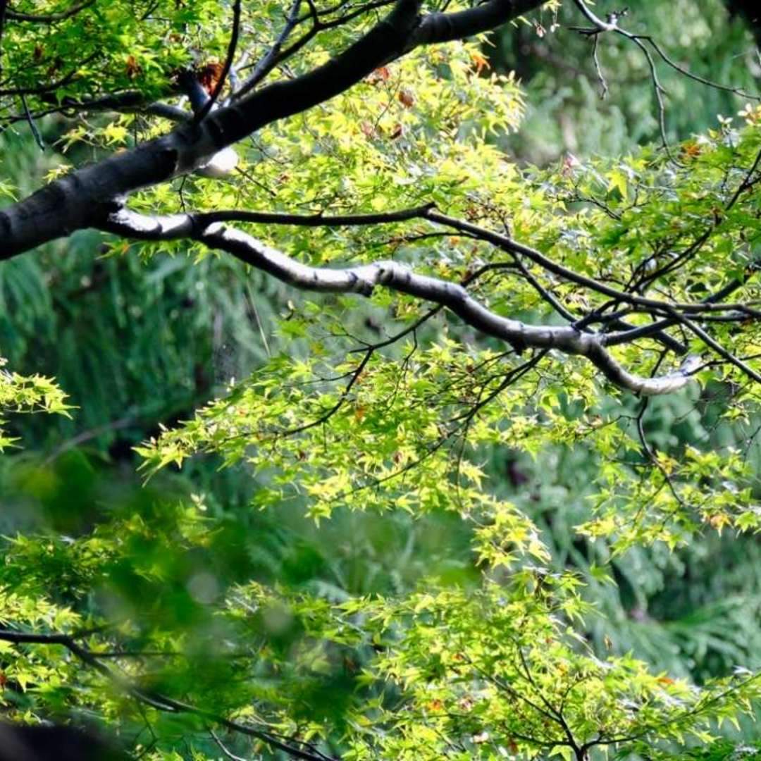One of the most famous spots for visitors to Tofuku-ji is the Tsuten Bridge. This bridge spans the Sengyokukan Gorge that flows through the temple grounds, and especially during the autumn foliage season, a stunning sea of vibrant red maple leaves spreads out, allowing for breathtaking views to be enjoyed.