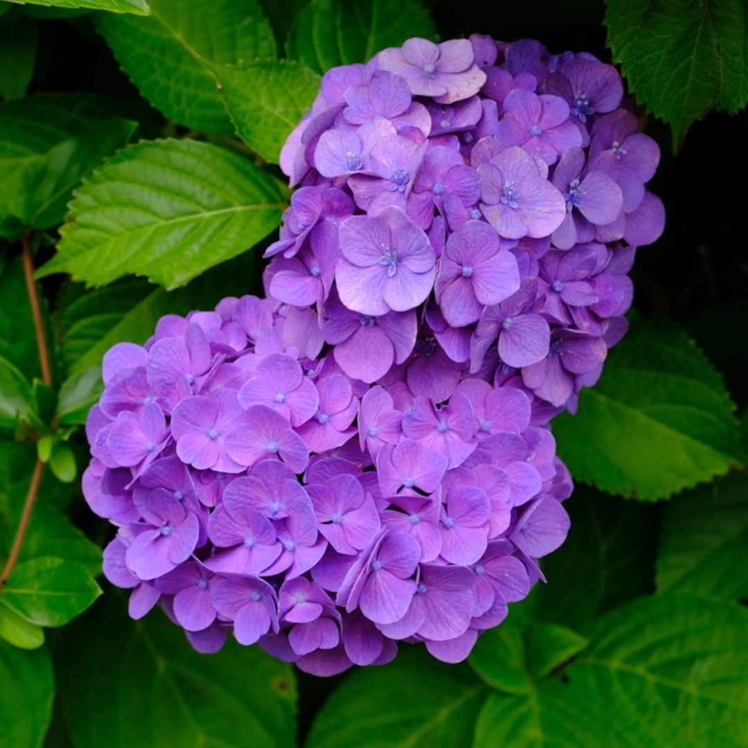 Mount Miwa is a particularly well-formed conical mountain among the blue-walled ranges surrounding the Nara Basin. Since ancient times, it has been revered as the sacred mountain of the great deity Ōmononushi, and is mentioned in historical texts such as the "Chronicles of Japan" and the "Nihon Shoki" as Miromoroyama, Miwa-yama, and Mimore-dake. Standing at a height of 467 meters, with a circumference of 16 kilometers and an area of 350 hectares, this mountain is covered with towering trees such as pine, cedar, and cypress, and is respected as a place where every tree and blade of grass is believed to harbor divinity.