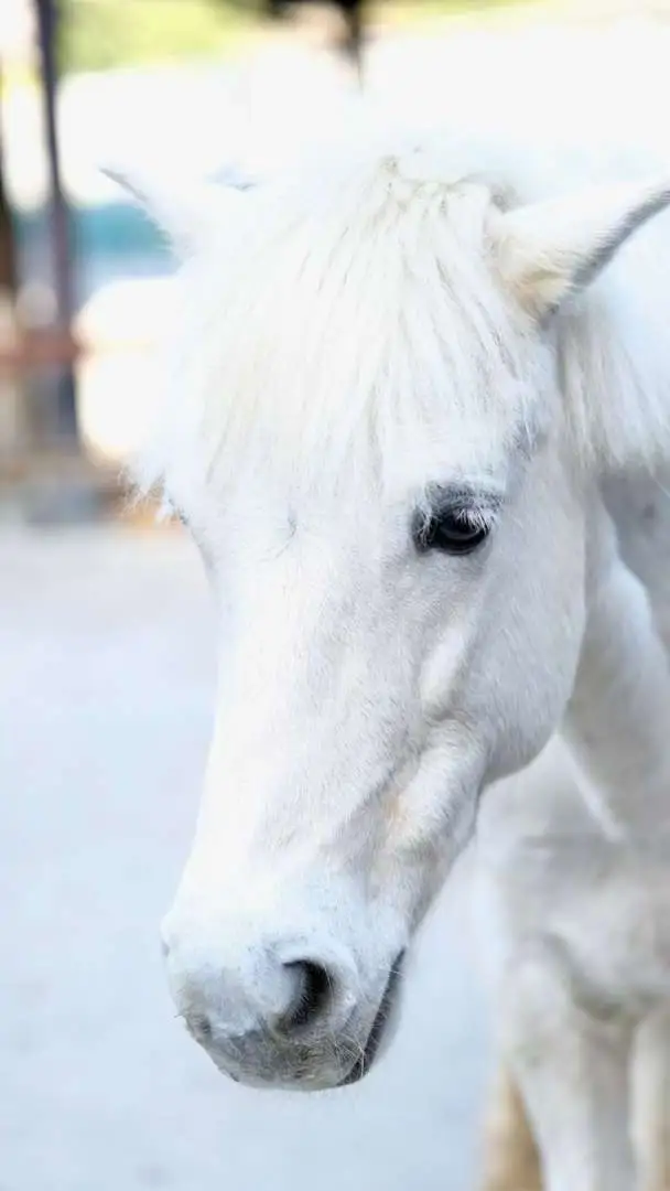 A shrine dedicated to Japan's oldest water deity. The tradition of offering a black horse to pray for rain and a white horse to pray for clear skies is said to be the origin of the ema (votive tablets). It is ranked among the Myojin Taisha (a title bestowed by the state upon deities believed to have particular spiritual efficacy since ancient times) and is counted as one of the Twenty-Two Shrines (shrines that received special offerings from the imperial court during significant national events or natural disasters), becoming a designated government shrine during the Meiji period.