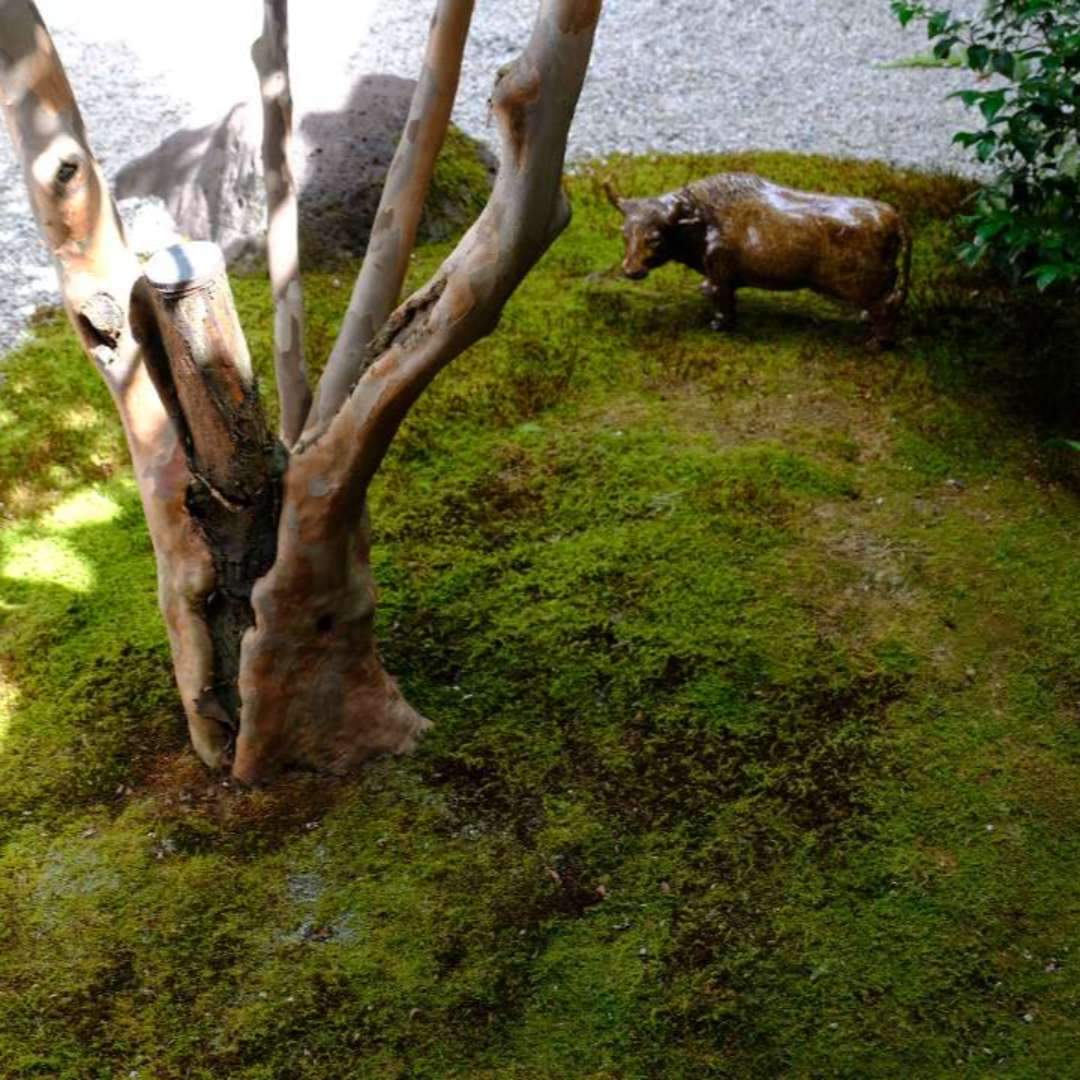 The name "Shogoin," located in the southern part of Sakyo Ward, is derived from its main temple, and its territory roughly corresponds to the former Shogoin Village in the old Atago District. It is the birthplace of the traditional Japanese sweets known as Shogoin Yatsuhashi, as well as Shogoin Daikon, Shogoin Turnips, and Shogoin Cucumbers, which are all varieties of Kyoto vegetables.