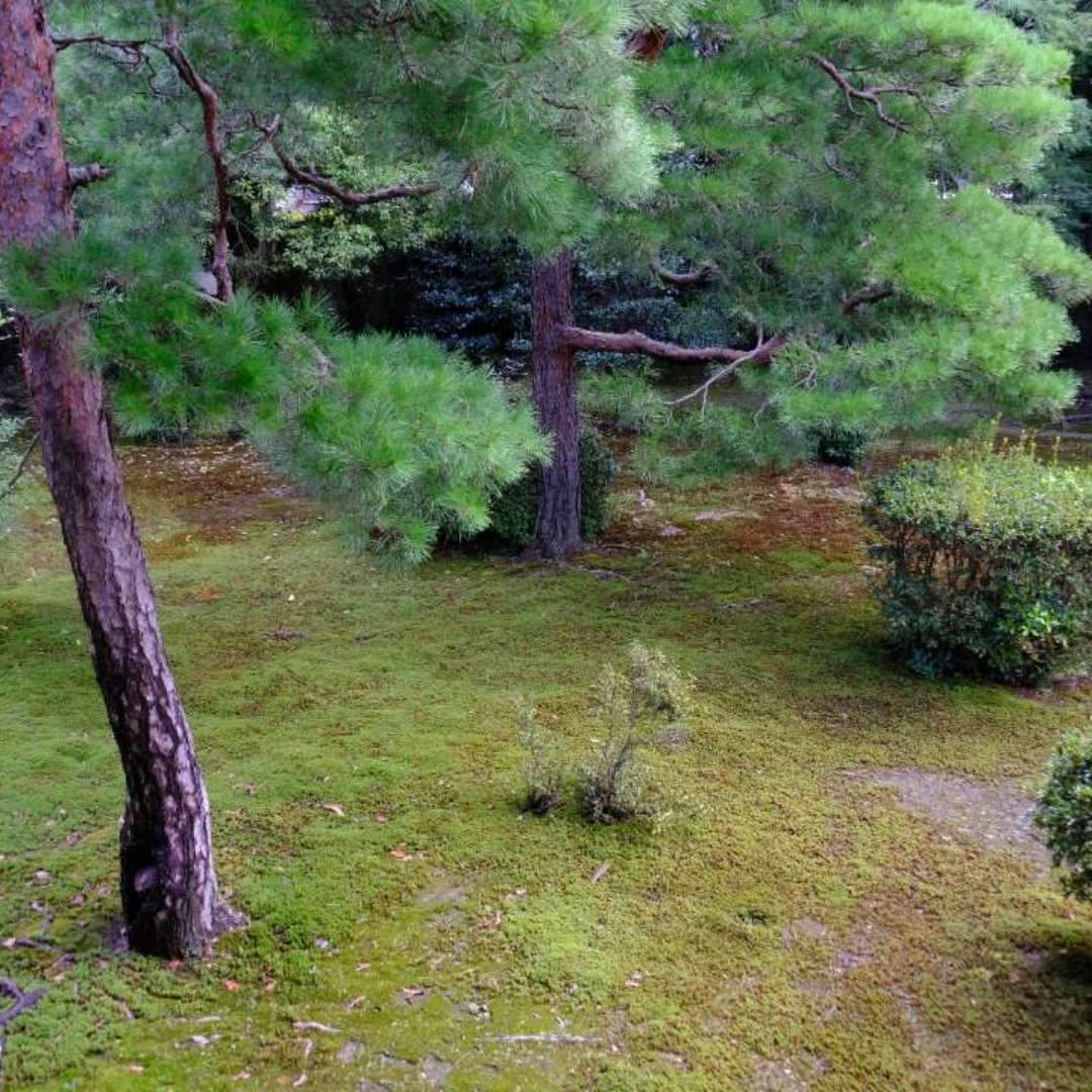 Since its establishment, Shogo-in has had a deep connection with the imperial family, with members of the imperial family and regent families often serving as the head priests. Temples like this are referred to as "monzeki" temples and are considered some of the few high-status temples in Japan.