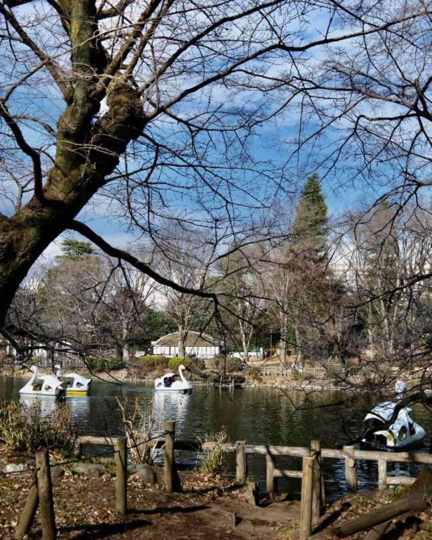 In Inokashira Park, despite being an urban park, a variety of grasses and plants grow naturally alongside the planted trees throughout the seasons, creating a diverse environment that is home to many different living creatures. The park is a valuable place where one can closely observe these creatures and learn about the workings of nature.