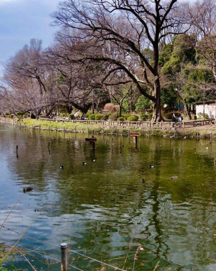 In Inokashira Park, despite being an urban park, various plants naturally grow in addition to the planted trees each season, creating a diverse environment that is home to a wide range of creatures. The park serves as a valuable place where one can closely observe these living beings and learn about the workings of nature.