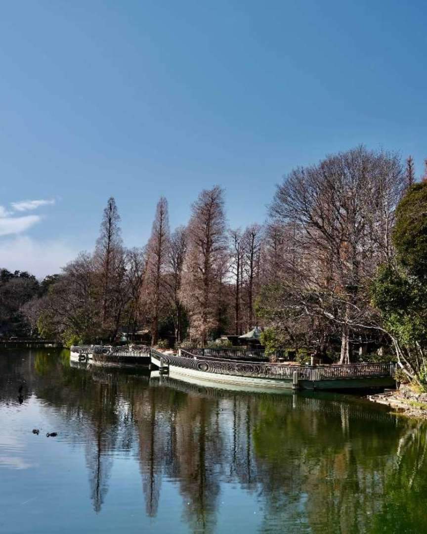 In Inokashira Park, despite being an urban park, various plants grow naturally with the seasonal changes, alongside the cultivated trees. This diverse environment supports a variety of living creatures. The park is a precious place where one can closely observe these beings and learn about the workings of nature.