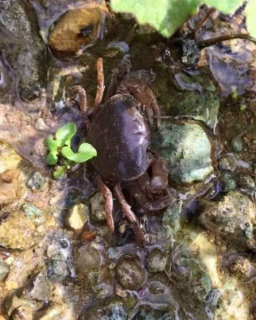 Natural Environment: The Takeda River basin is rich in nature, offering a variety of landscapes to enjoy with each season. In spring, the fresh greenery is stunning, and in autumn, the colorful foliage is beautiful, making it an ideal place for a stroll along the riverbank.