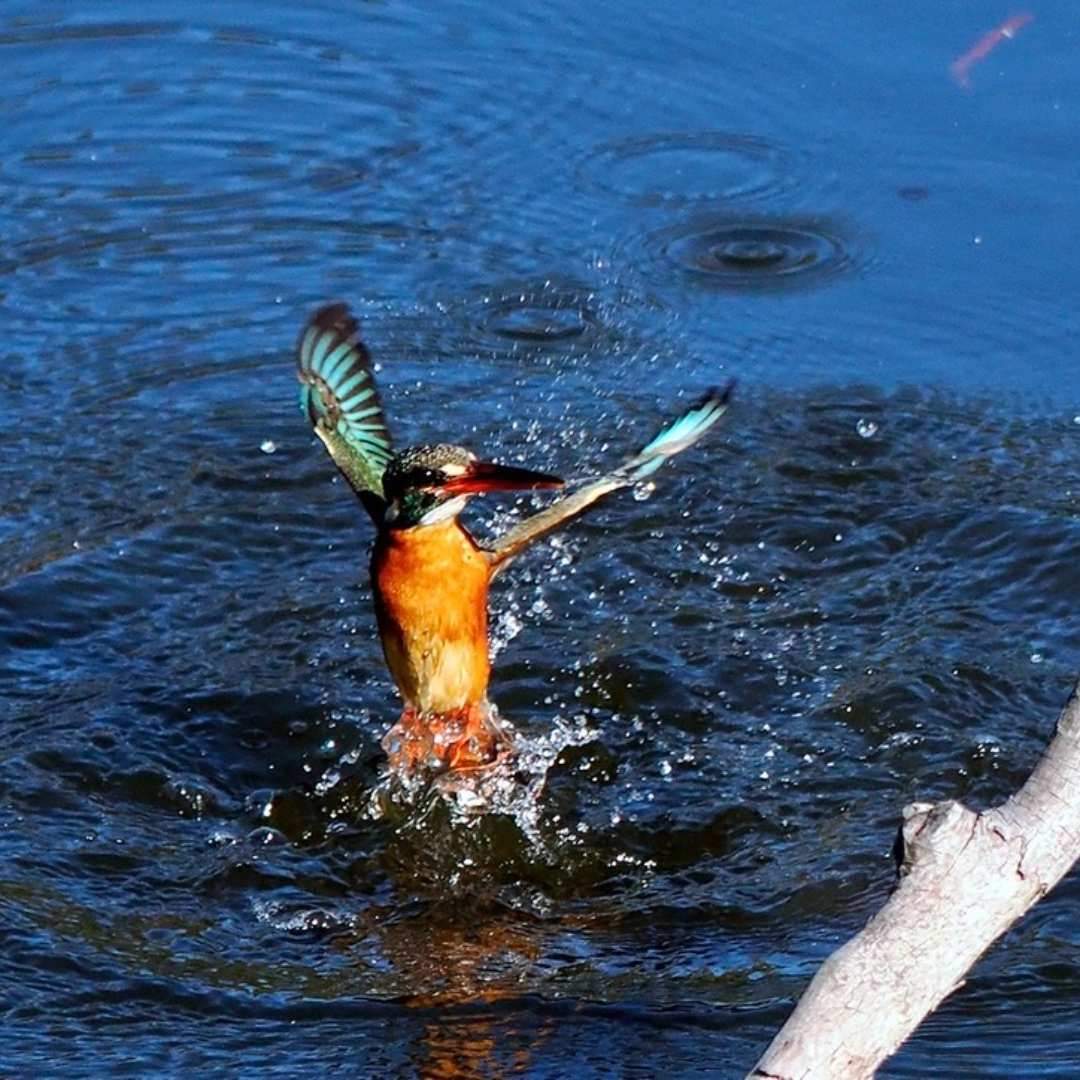 There are adorable kingfishers here. It's Mizumoto Park in Katsushika Ward.