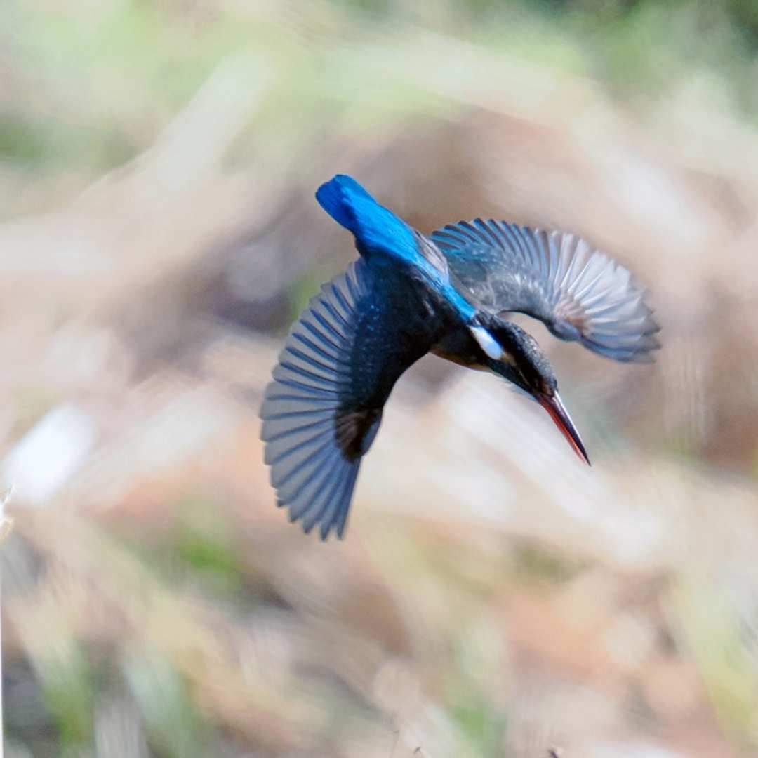 A kingfisher diving into the water's surface.