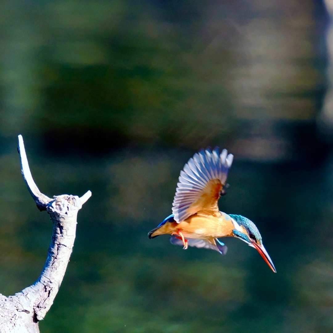 Here, you can find adorable kingfishers. It’s Mizumoto Park in Katsushika Ward.