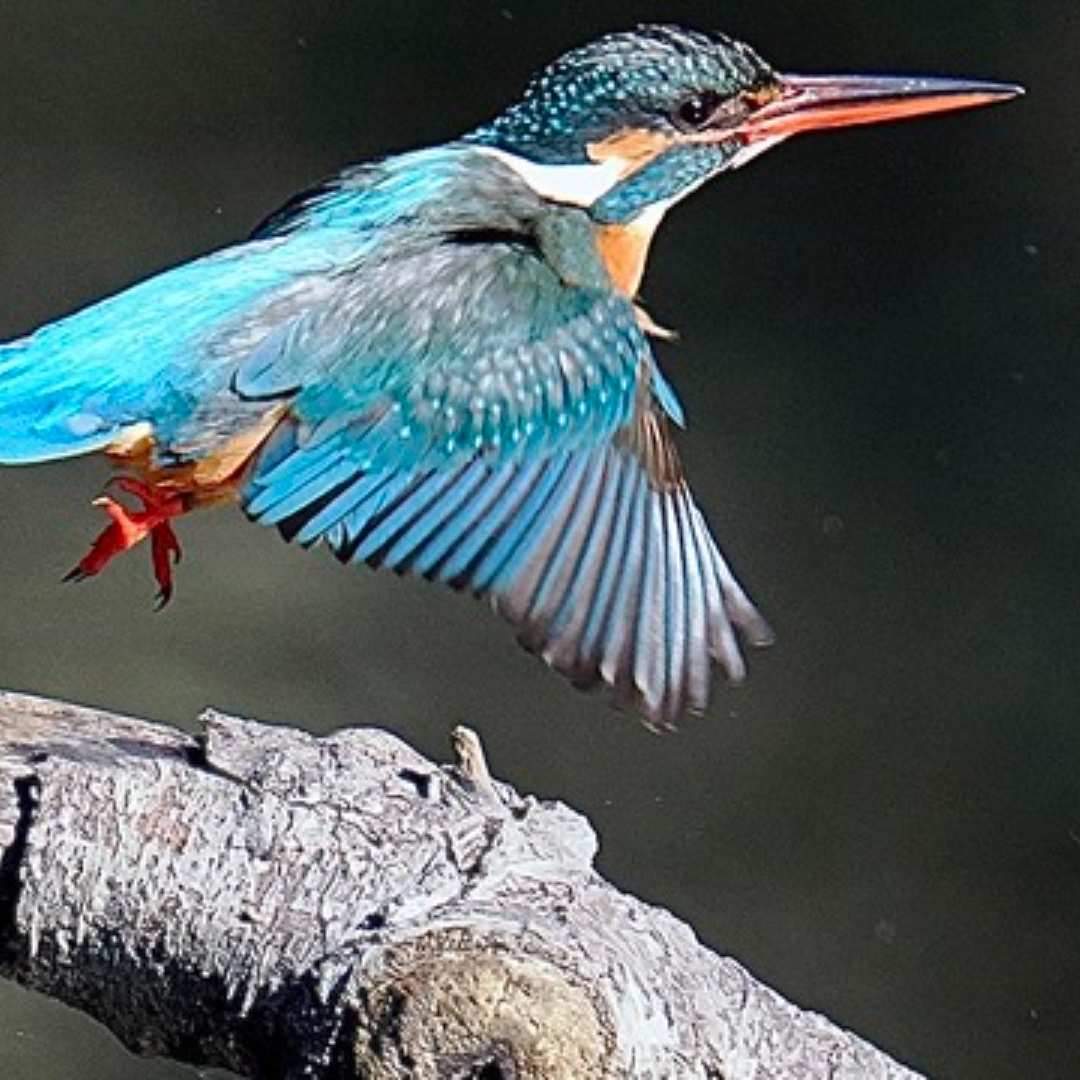 There are cute kingfishers here. It's Mizumoto Park in Katsushika Ward.