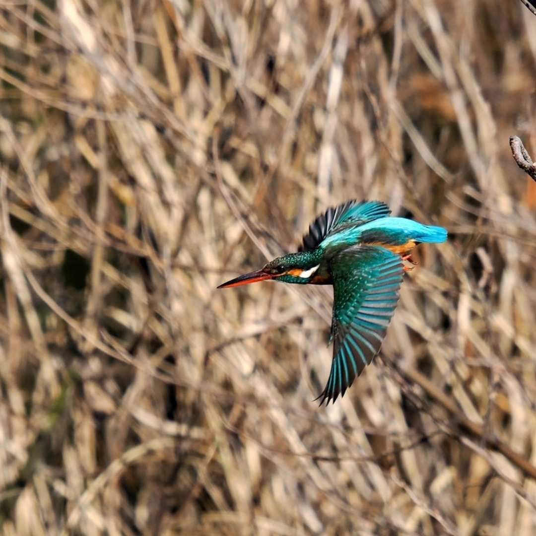 Quick movements are the true test of a photographer's skill.